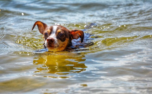 Création d'un blog réussi sur la permaculture pour les novices : par où commencer ?