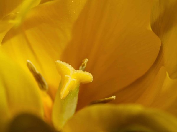 Quels sont les avantages des écrans plats incurvés pour une expérience de jeu immersive ?